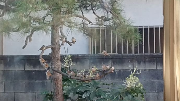 雀のデイサービス?