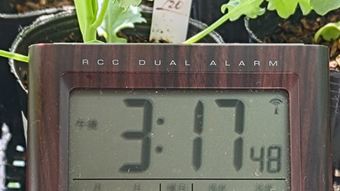 📝🚿今日の菜園👀🌱一生懸命🔥土の再生💦(整理整頓と断捨離)