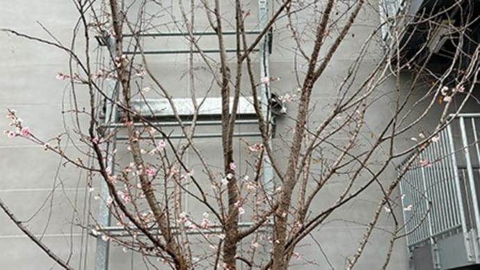 冬桜