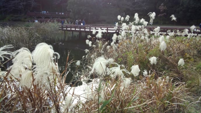 泉の森公園の秋模様2020/11/30