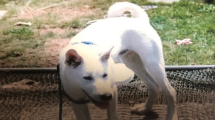 しろは、夜の庭で…