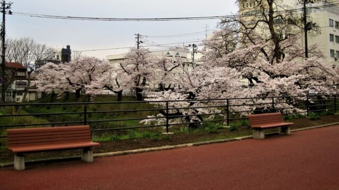 今日の桜(内丸→中津川→材木町)