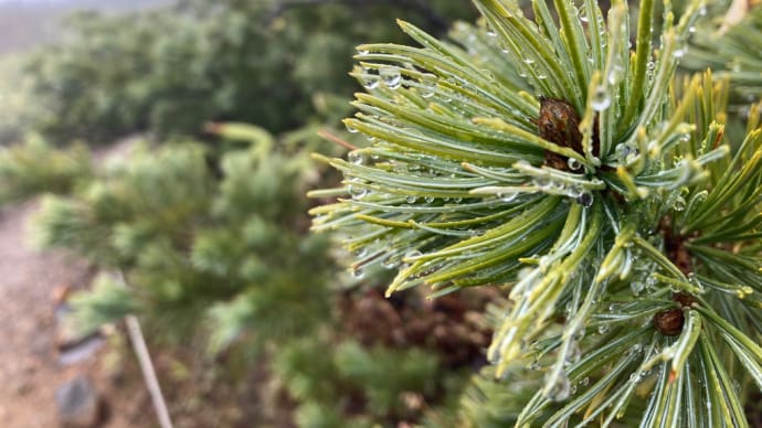 【大雪山国立公園・旭岳情報】 雫滴る高山植物たち