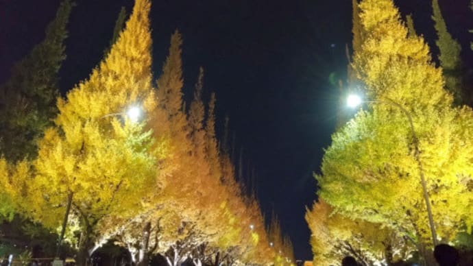 11/28 神宮外苑のイチョウ並木を歩く