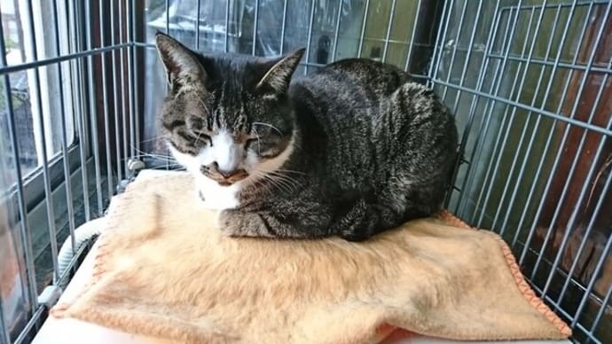 3月20日(日) 猫の麦とごまの日常日記