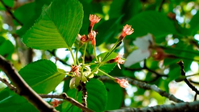 季節は巡りて~桜からツツジへ