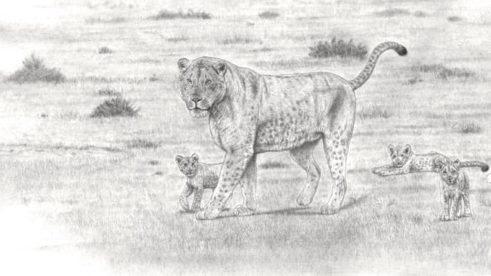 史上最大のネコ科猛獣 「ステップホラアナライオン Panthera fossilis」(『大型奇蹄類 と 肉食動物』の付帯作品)