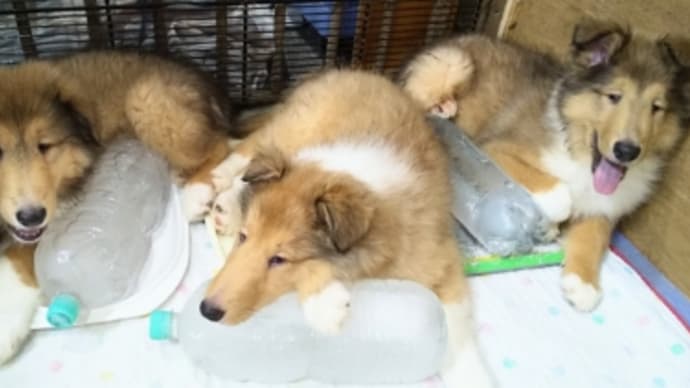 リカベビー70日目　部屋に入りま～す