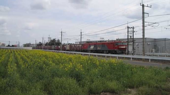 2021年4月オールドコンデジ「CANONPowerShotA300」で「菜の花、二輪草、貨物列車」を記録してきた。