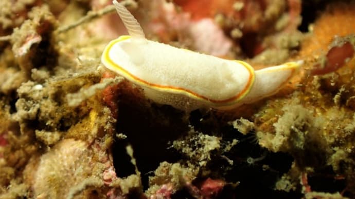 ✬✬九十九島の生き物たち✬✬