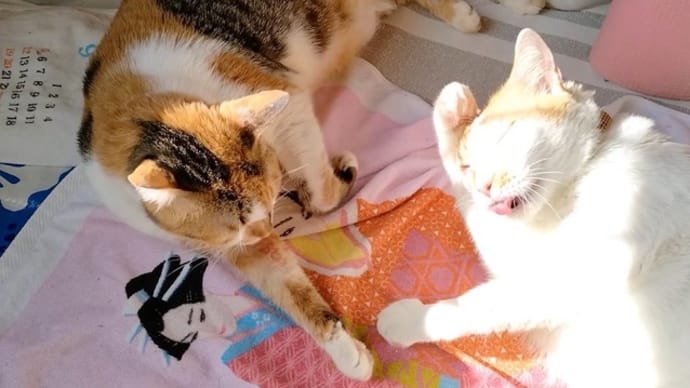 感情に焦点を当てるのは損