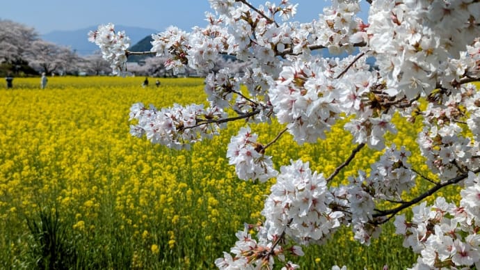 菜の花と桜🌸が見頃　藤原宮跡