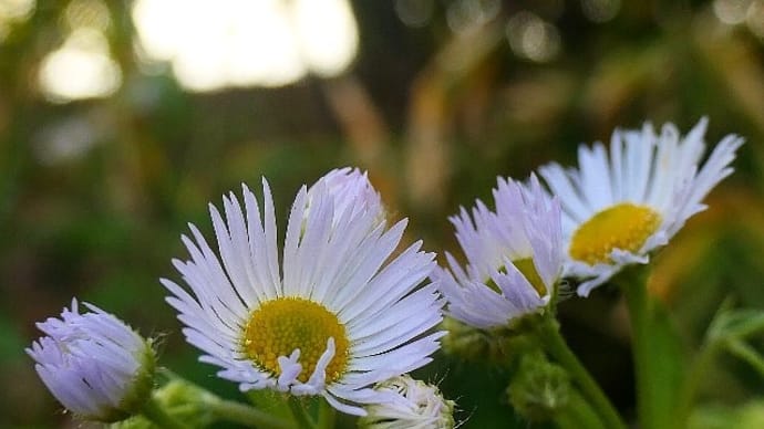 寒中に花を探して花散歩