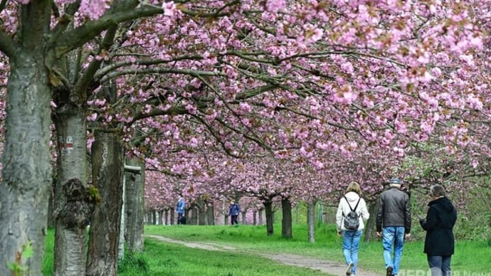 「世界の桜・ベルリンの桜並木」~口語短歌と写真で綴る「世界文化紀行」