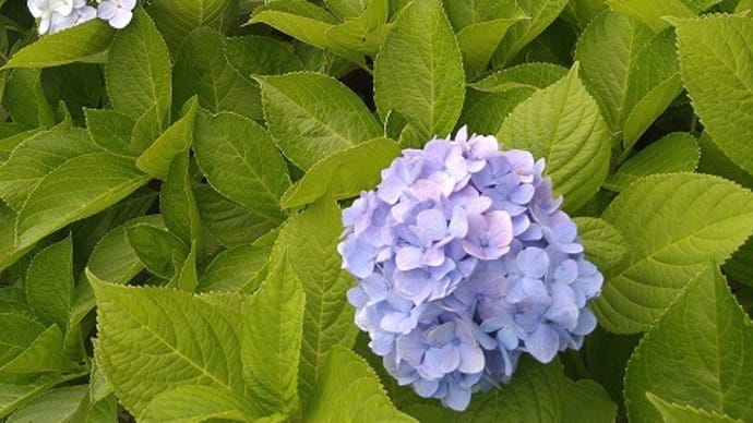 沈下橋と紫陽花の風景