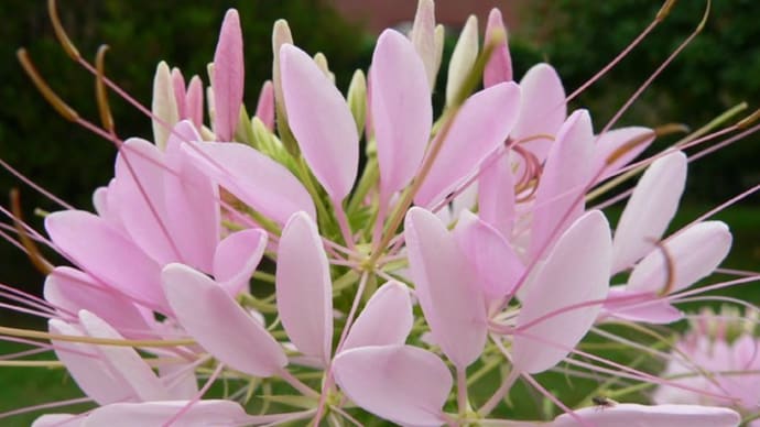 夏の花:クレオメ