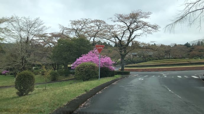 小糠雨？の中　桜の名所富士霊園へ行く