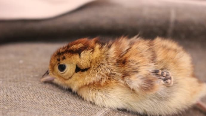 鳥のヒナが落ちていたら
