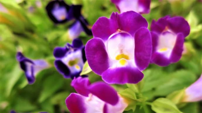 【トレニア　Torenia】開花期は 長く（4月～11月）育てやすく夏でも花姿を見せてくれて頼もしい！