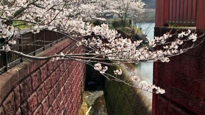 2019年4月6日、大阪府泉佐野市「新滝の池」の桜、咲いてました