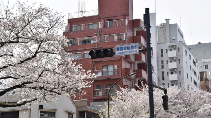 播磨坂桜並木の桜の下に流れる小川 3