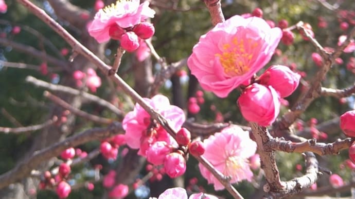 神社に立ち寄り今日のRun