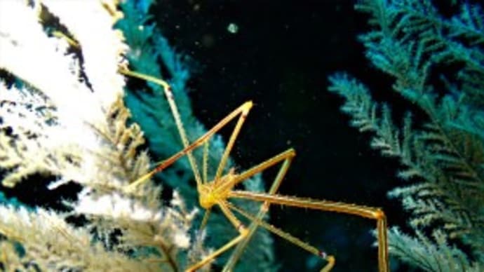 ✬✬九十九島の生き物たち✬✬