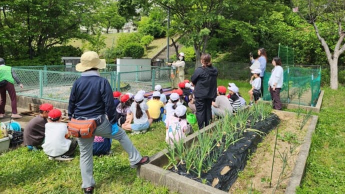 「栂・美木多駅前花壇~花の見守り隊」~堺市立桃山台小学校編
