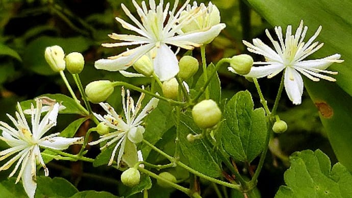 つる性野草花、はて,どちらがセンニンソウかな(?)、マルバルコウ、他