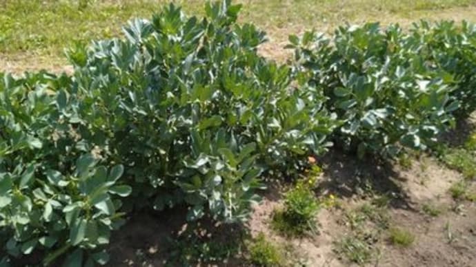 野菜達と今日の仕事