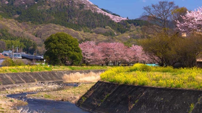 桜花で彩られた里山、城山（柄杓山、361 m、桐生市）（2022年4月）
