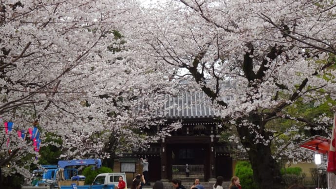 3月23日（土）～4月上旬まで「法明寺の参道」で桜まつりが開催されています。