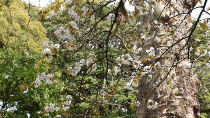 小石川植物園 サトザクラの花 19