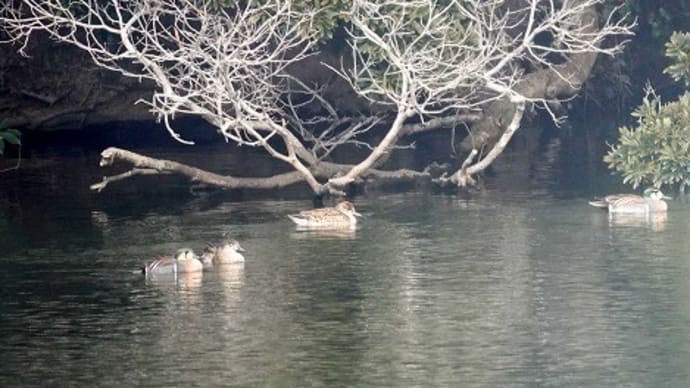 02/11探鳥記録写真-2:某池のトモエガモ、