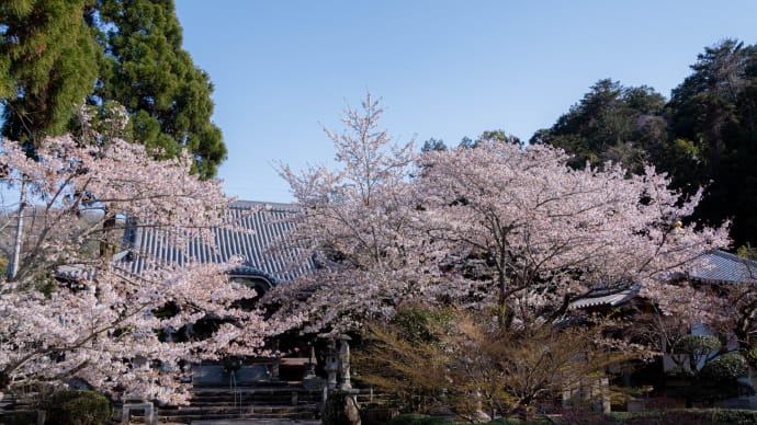 地蔵院の桜