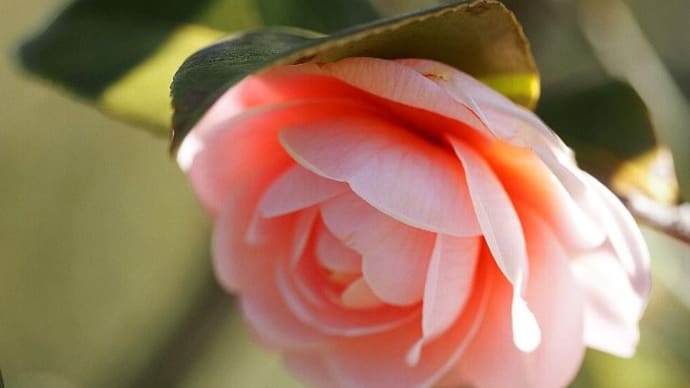 春に3日の晴れなし~椿の花
