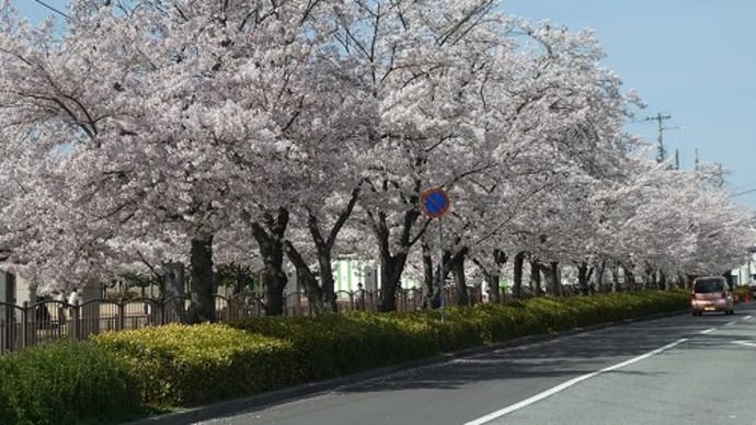 姫路市 手柄山中央公園 桜 '21