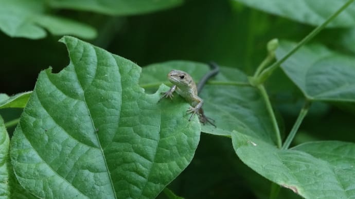 カナヘビ ~9月のこども~