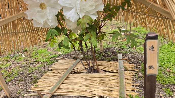 植え替えと白野江植物公園
