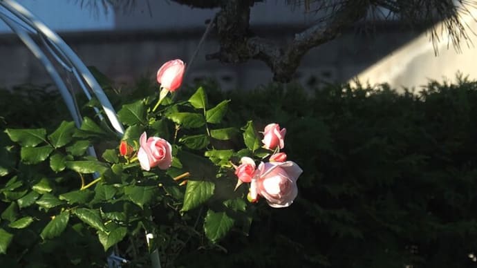 6月の庭の花