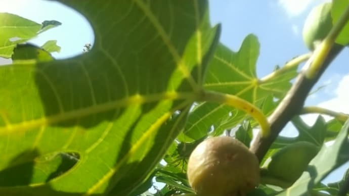 気がつけば秋の収穫。