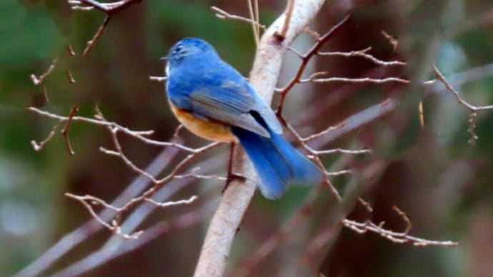 井頭公園 野鳥 アカゲラ・ルリビタキなど
