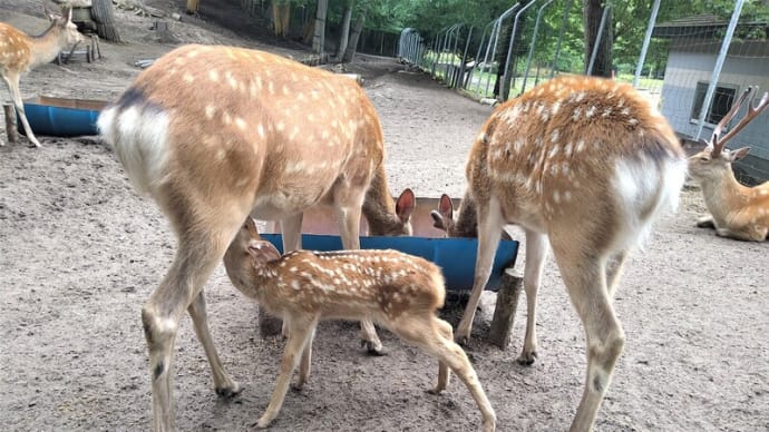 鹿公園の「理想と現実」・・・