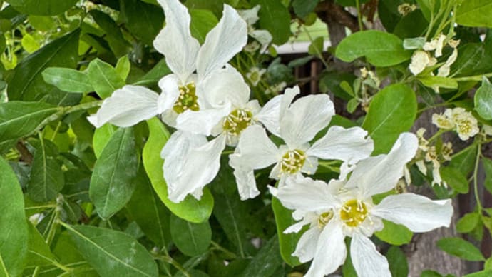 リキュウバイ（利休梅）の花