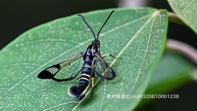 里山の生き物たち