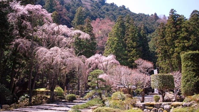 つぶやき#2226 身延山久遠寺 其の五