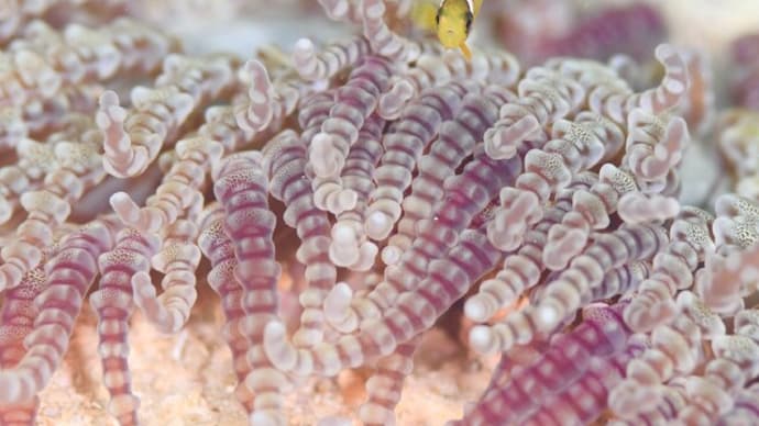 旬のマクロをじっくりフォトダイブ!!、4月上旬の海。☆
