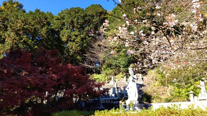 紅葉と桜の光明山