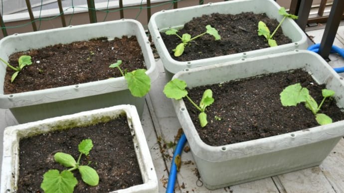 ベランダ菜園日誌 ズッキーニ苗の定植