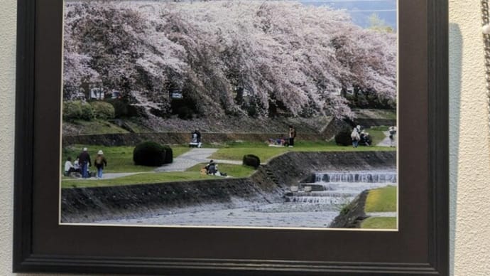 篠窪（しのくぼ）の隣町 桜の写真展が素敵（秦野市西公民館にて）(2024/05/14）